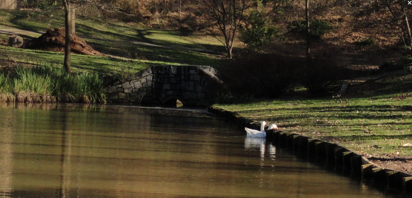 Duck-Pond_Atlanta_20130203.jpg